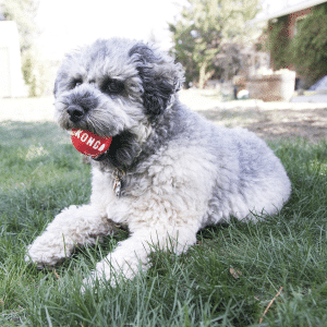 KONG Signature Balls 4pk Medium